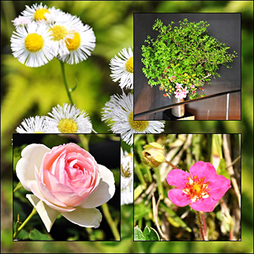 花4枚