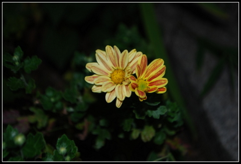 DSC_0011.JPG