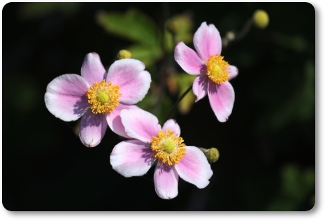 狐山古墳-23 シュウメイギク-2 13.9.24