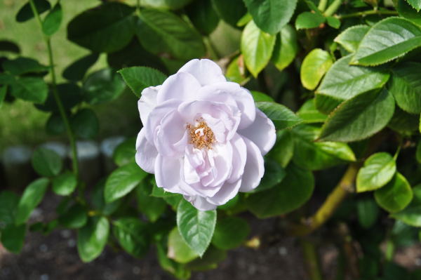 おとぎの森　秋薔薇