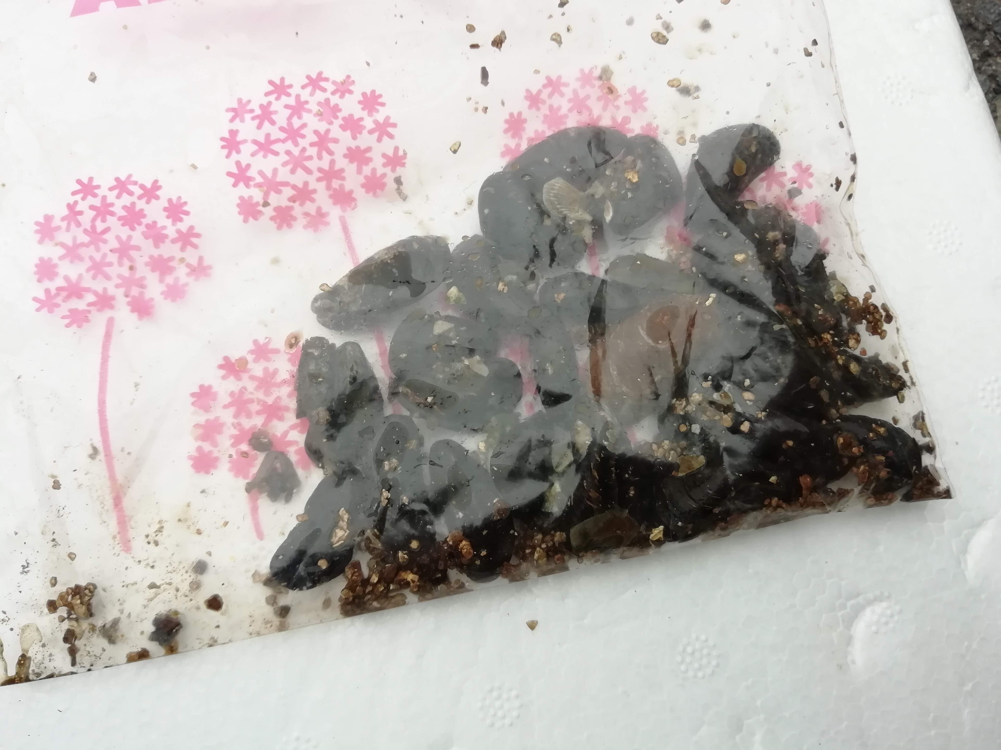 記事一覧 はやとの釣りブログ 楽天ブログ