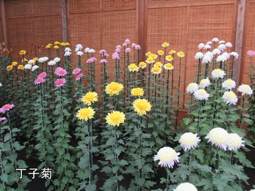 伊勢菊・丁子菊・嵯峨菊花壇