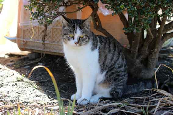 我が家のニャンコ♪2015/1/29-3