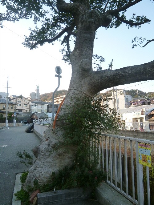 P1080043(1).JPG