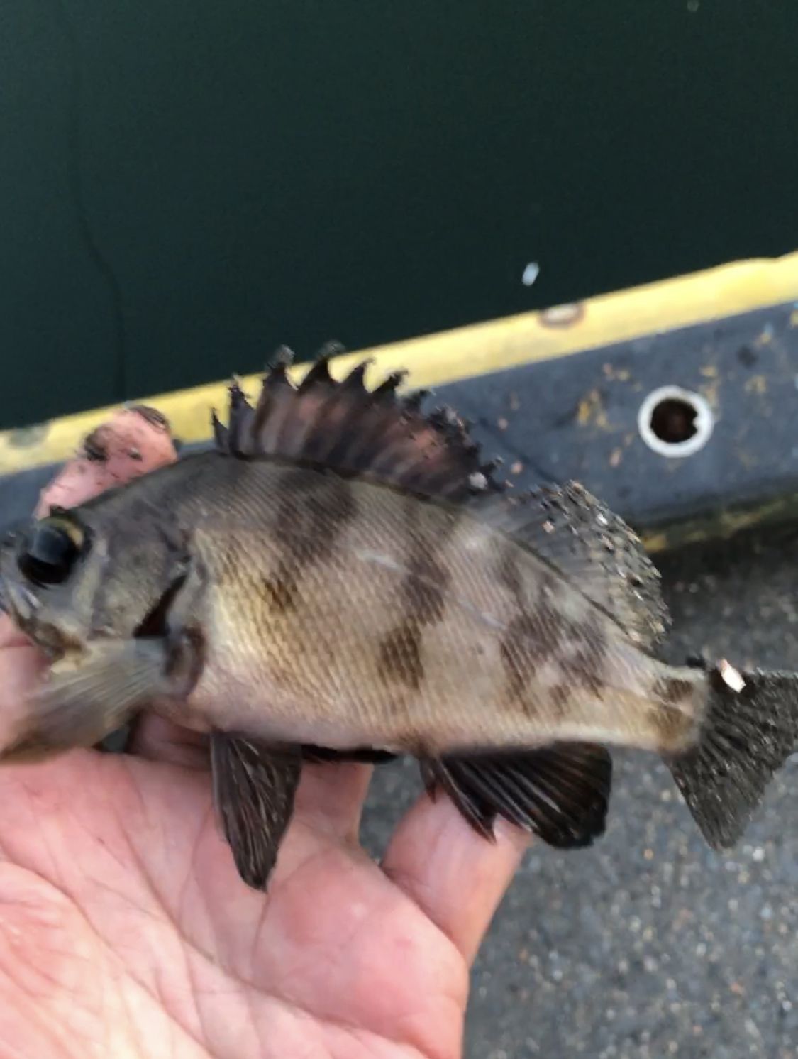 キビレ 黒鯛釣りだが 釣り 大潮会 千葉東房総釣果 飯岡漁港 銚子 釣り仲間と 海外タイランド の国のページです 楽天ブログ