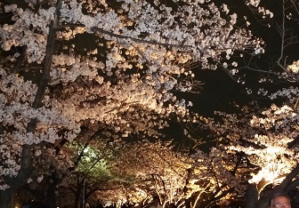 さくら１.jpg