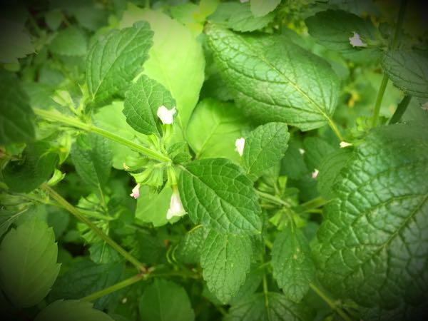 rblog-20160630184836-08.jpg
