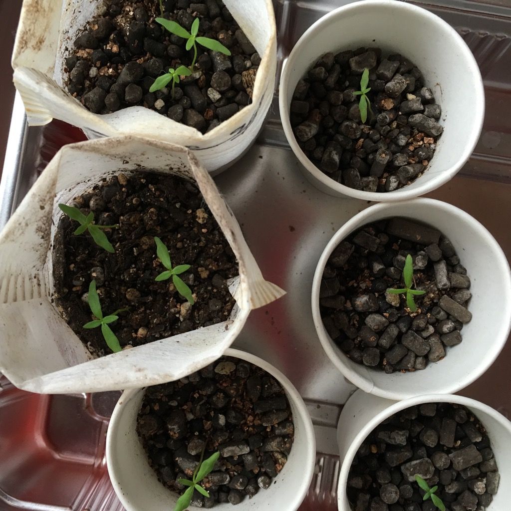 種から育てる いろいろ | 花いっぱい咲かせたい♪ - 楽天ブログ