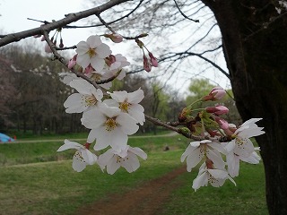 桜.jpg