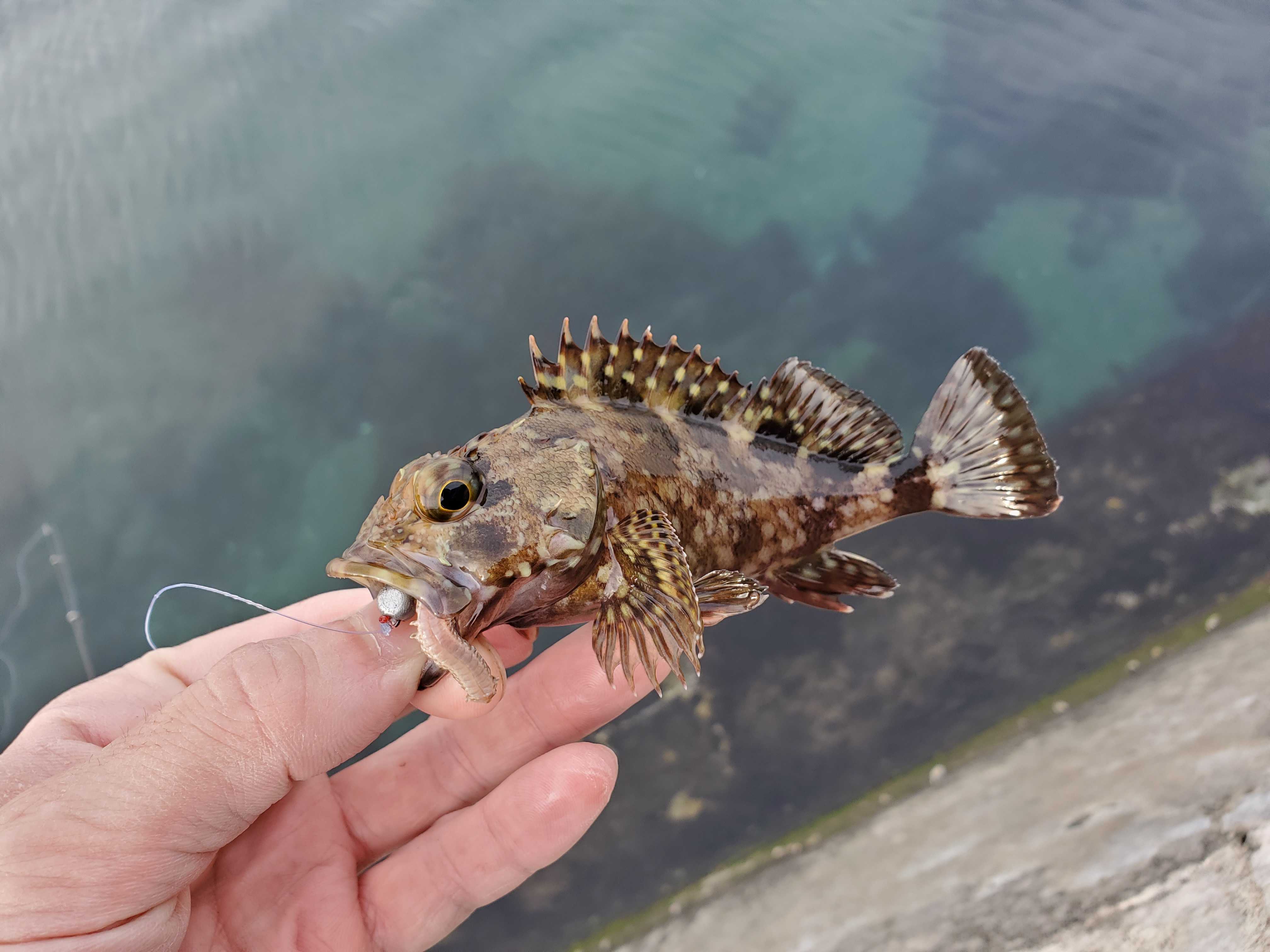 記事一覧 魚と日常ブログ 楽天ブログ