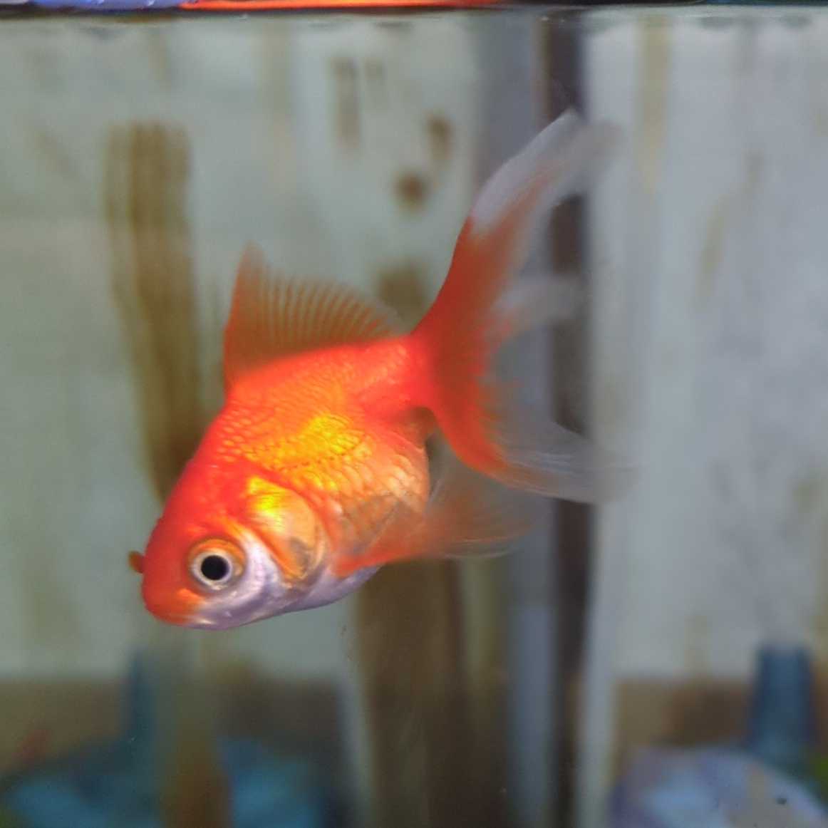 我が家の琉金はオス？メス？ | きんぎょ警報！～金魚飼育日記～ - 楽天 