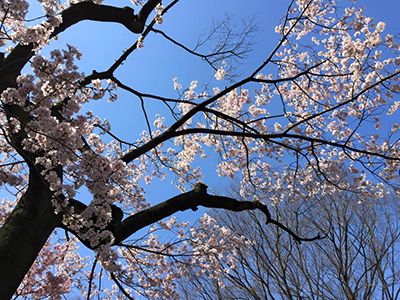 桜