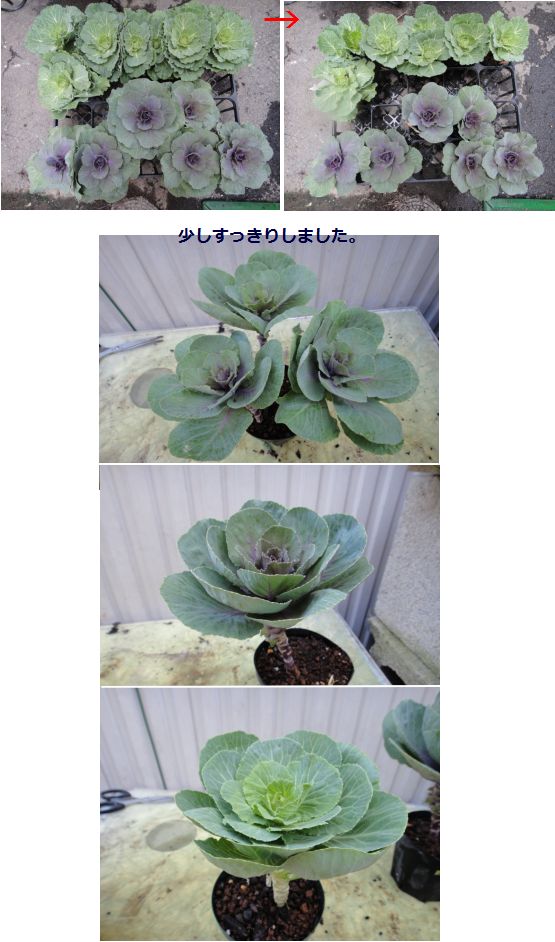 葉牡丹の葉を取り除きました。