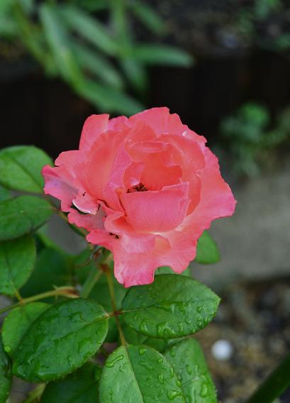 DSC_0378.JPG