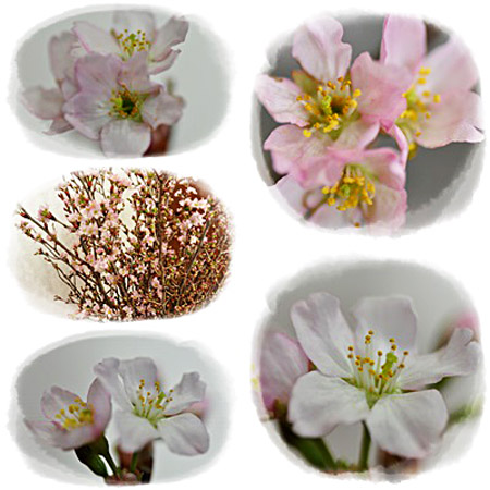 桜２