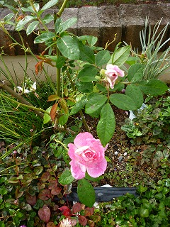 P1250309ss.jpg