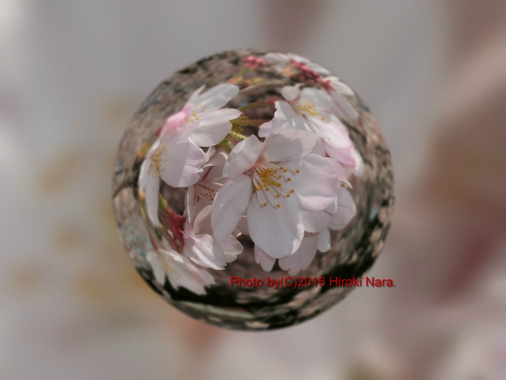 光景　sight0545 桜　サクラ　cherry blossom 春　spring　宙玉