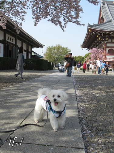 池上本門寺 ＆ 池上本門寺周辺にて