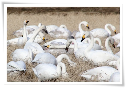 才田・ハクチョウ-9 14.12.23