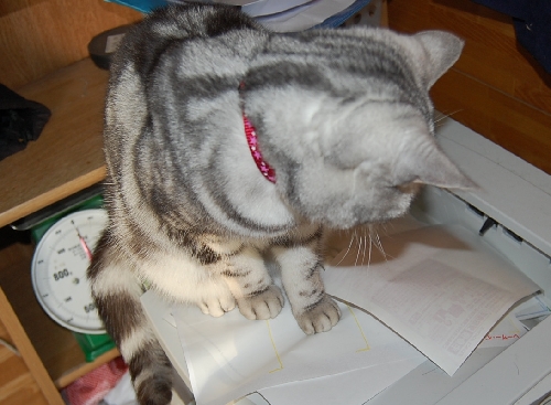 DSC_0023.JPG