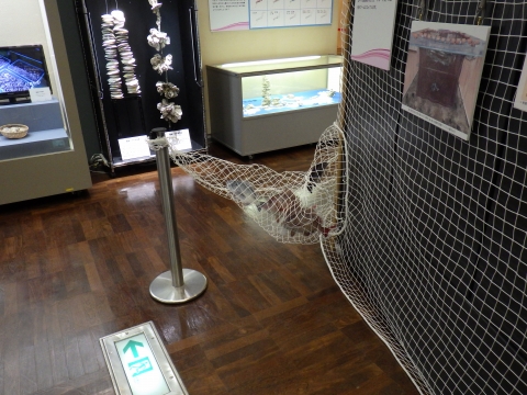 大阪市立自然史博物館2017年7月中旬37　つぼ網の袋網