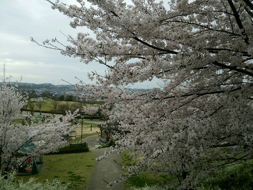 桜って儚い・・