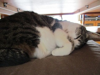 IMG_3809ss.jpg