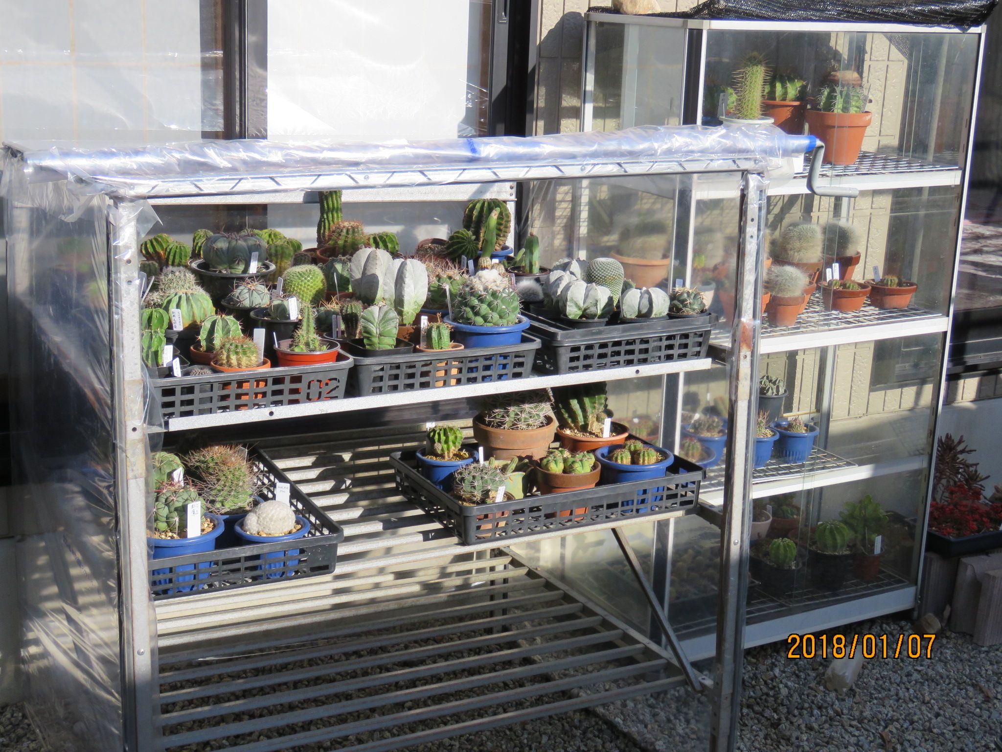 サボテン達の新しい温室に引っ越し びびるタニサボ達 楽天ブログ