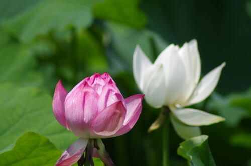 昭和記念公園のハスの花