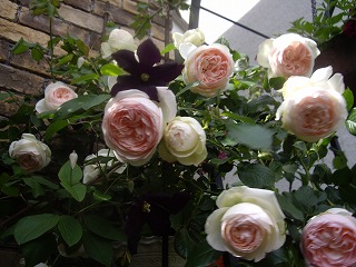 IMGP4206.jpg