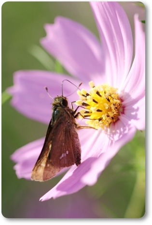 犀川コスモスロード-18 イチモンジセセリ 13.9.28