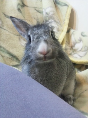 ウサギとの生活 の記事一覧 モンゴリらんうーたんのブログ 楽天ブログ