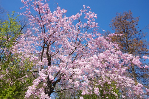 井の頭恩賜公園にて