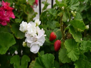 P1060936_R.JPG