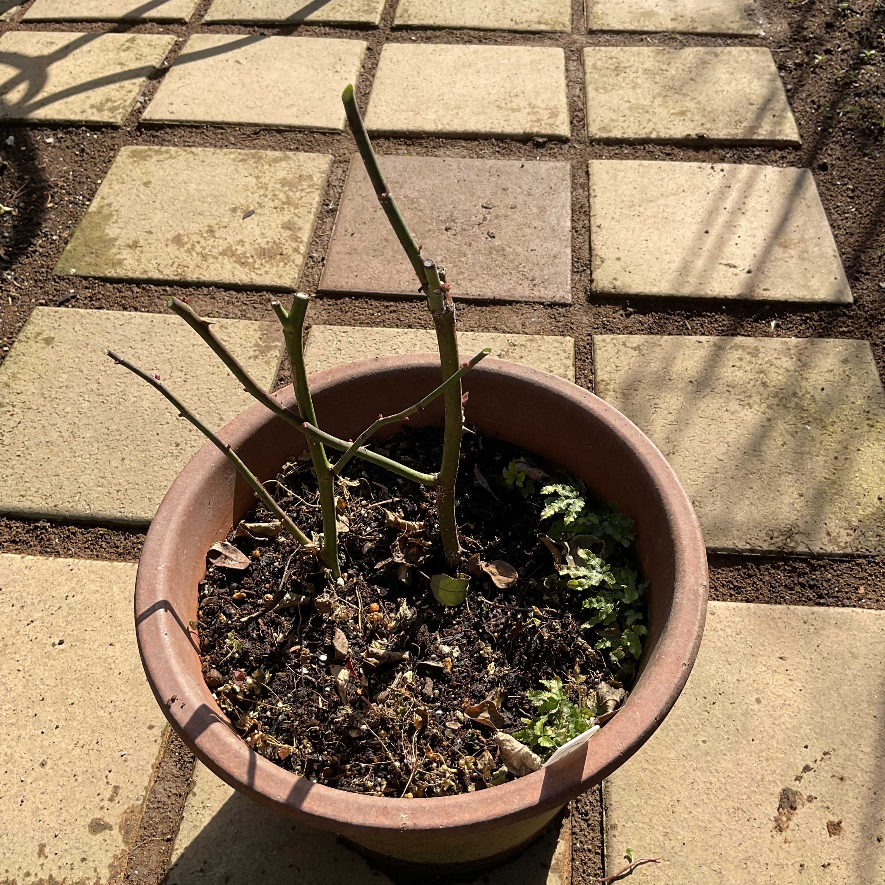 昨年のバラの挿し木の成果は5種類でした | 花カホル - 楽天ブログ 昨年のバラの挿し木の成果は5種類でした | 花カホル - 楽天ブログ