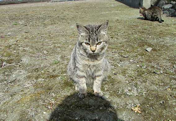 我が家のニャンコ♪2015/2/28-2