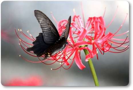 動橋川-11 ヒガンバナとクロアゲハ-3 13.9.24