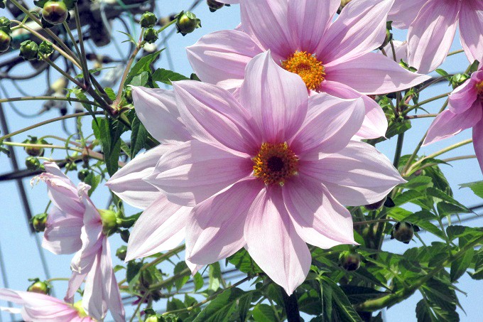 皇帝ダリア （Dahlia imperialis ）