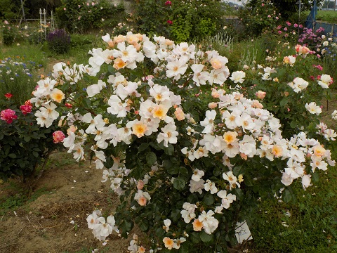 DSCN3743.JPG