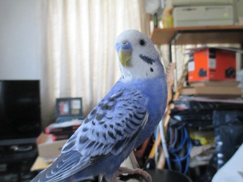 ぴ