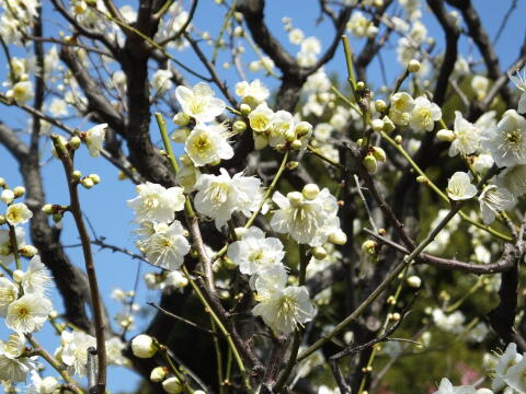 池上梅園にて