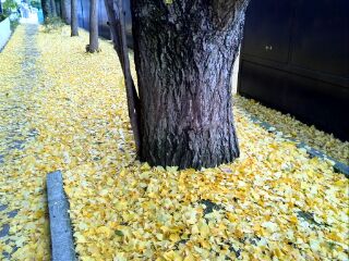 阪大いちょうの絨毯.jpg