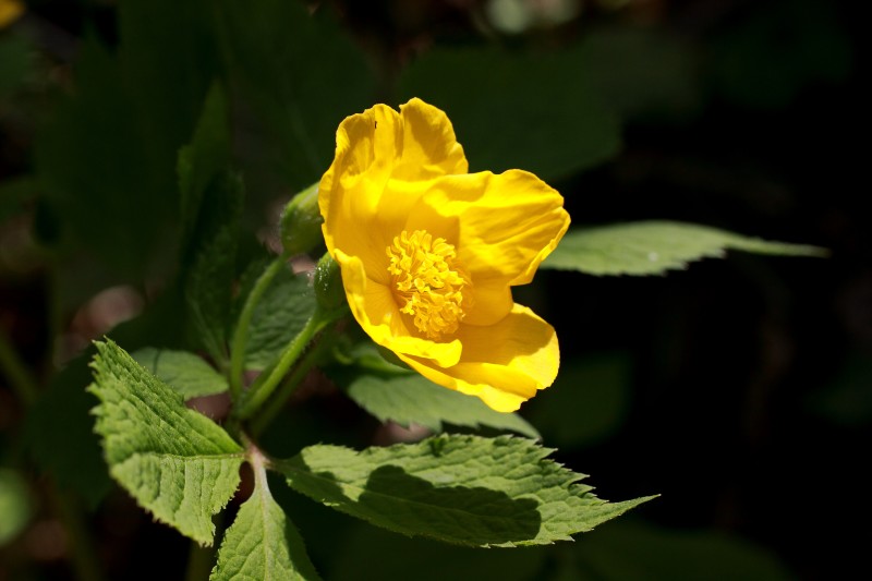 金剛山の花々_009.jpg