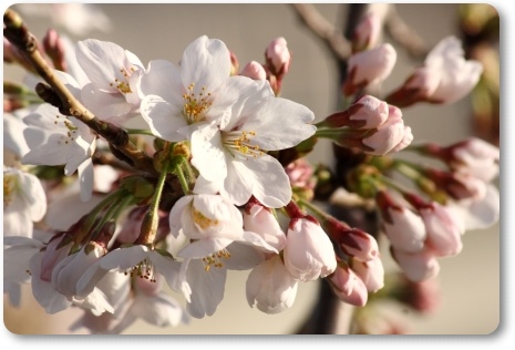 犀川-11 ソメイヨシノ-6 14.4.1