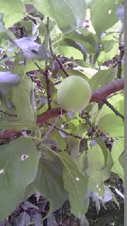 ume2