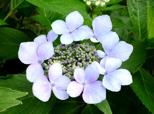 P1110432-1.JPG