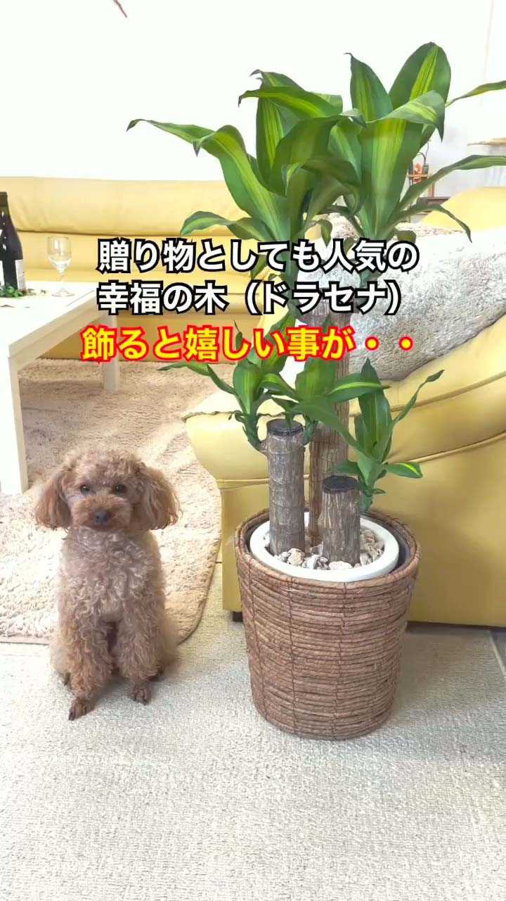 無料動画をlineで見れます 幸福の木 ドラセナ の風水と花言葉は 編 観葉植物でリラックス 楽天ブログ