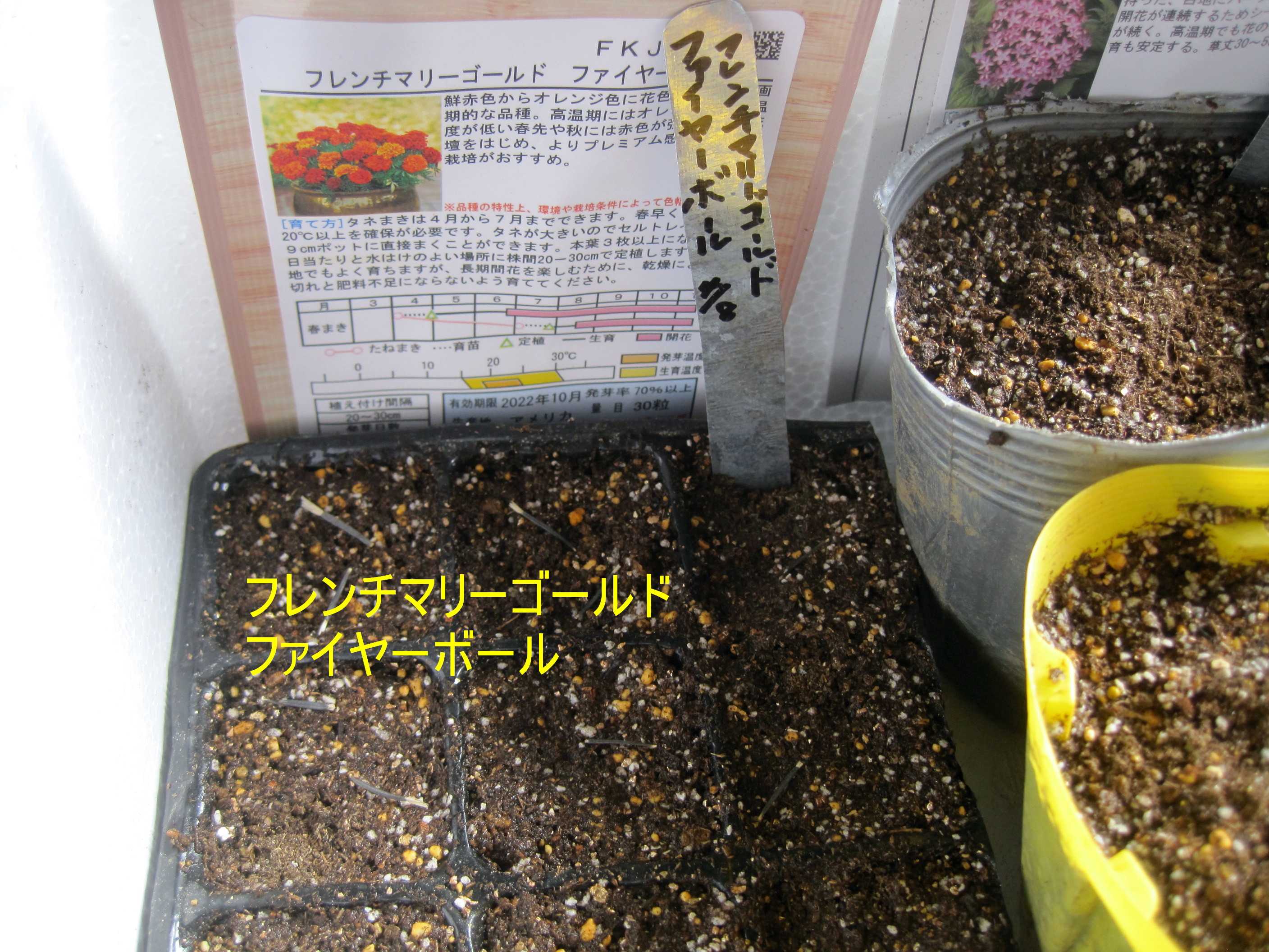 種まきして育てているマリーゴールド たねをまく日々 楽天ブログ