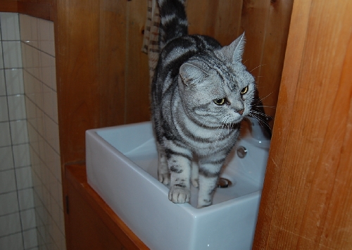 DSC_0062.JPG