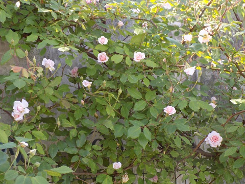 DSCN0565.JPG